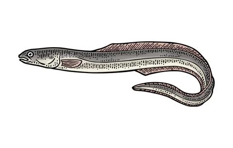 Whole fresh fish eel. Vector engraving vintage Stock Illustration