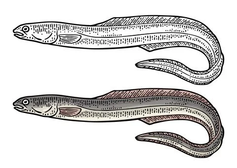 Whole fresh fish eel. Vector engraving vintage Stock Illustration