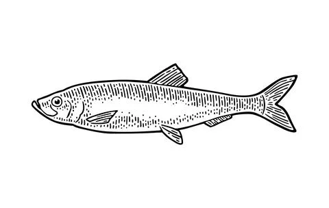 Whole fresh fish herring. Vector black engraving vintage Illustration