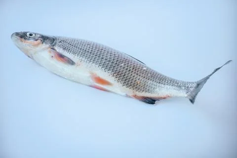 A whole fresh fish in a side view on a light blue background. Stock Photos