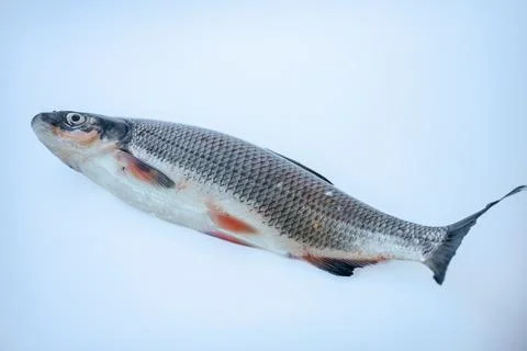 A whole fresh fish in a side view on a light blue background. Stock Photos