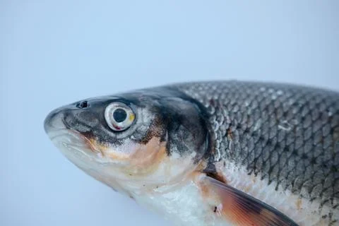 A whole fresh fish in a side view on a light blue background. Stock Photos