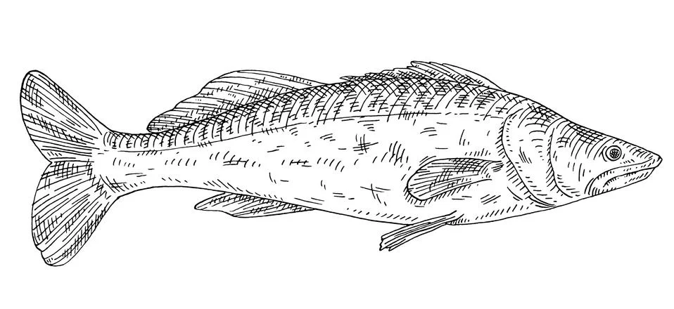 Whole fresh fish zander on white. Vintage engraving monochrome black illustra Stock Illustration