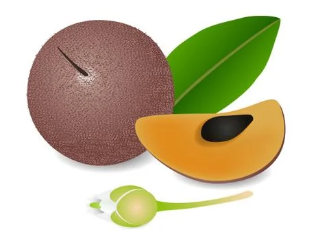 Whole fruit sapote with leaf slice and flower isolated on white background Stock Illustration