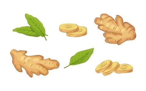 Whole ginger roots, sliced ginger, and leaves set in cartoon style. Fresh r.. Stock Illustration