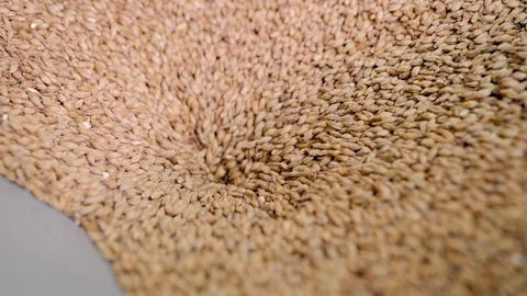 Whole-grain malt is pouring inside mill for milling in brewery, detail view Stock Footage 106194805