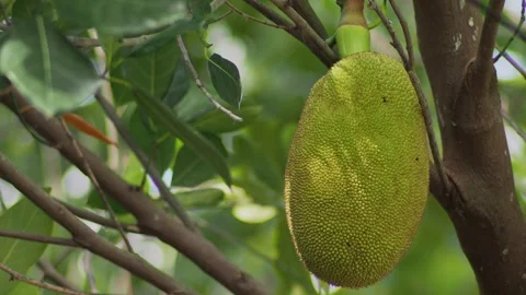 Whole Green Breadfruit Hanging on Tree Branch in Tropical Garden 스톡 동영상 333547537