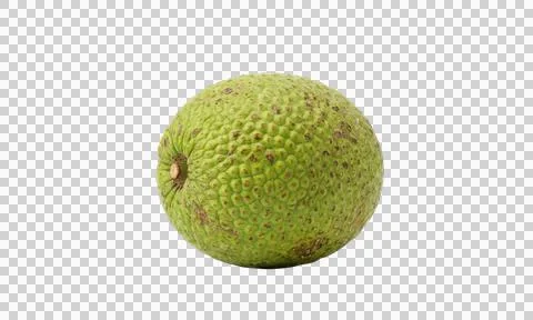 Whole green breadfruit without stem isolated on checkered background 写真素材