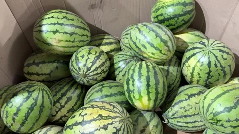 Whole Green Striped Watermelons inside Wooden Crate Stock Footage 345932075