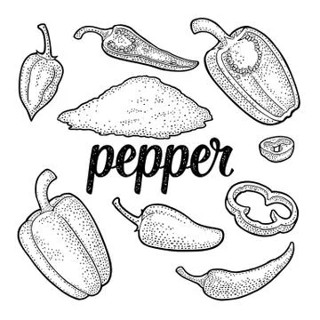 Whole, half , slice different types of pepper. Sweet bell, chilli, habanero and Illustrazione stock
