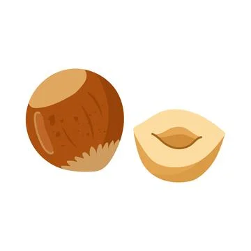 Whole hazelnut in shell and half of cut kernel isolated on white background Stock Illustration