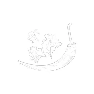 Whole hot pepper chilli line sketch, spicy vegetable, traditional Mexican food Stock Illustration