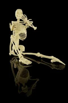 Whole Human Skeleton Foto stock