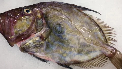 Whole John Dory fish displaying its distinctive shape and prominent spot, a Video stock 343334900
