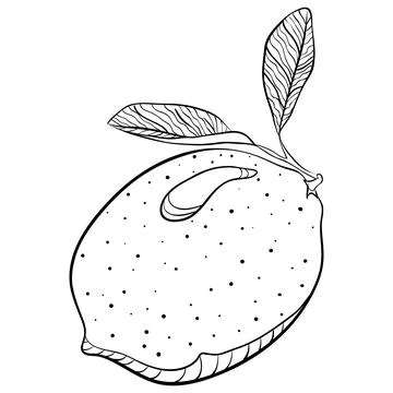 Whole lemon in doodle style Stock Illustration