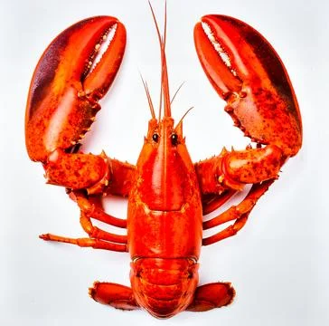 Whole lobster with bright red shell and intricate details, isolated on pris.. Stock Photos