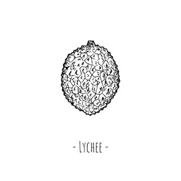 Whole lychee. Vector cartoon illustration. Isolated object on white. Stock Illustration