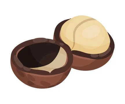 Whole Macadamia Nut with Cracked Shell Vector Illustration Stock Illustration