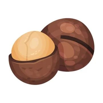 Whole Macadamia Nut with Cracked Shell Vector Illustration Stock Illustration
