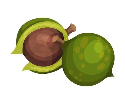 Whole Macadamia Nut with Green Shell Vector Illustration Stock Illustration