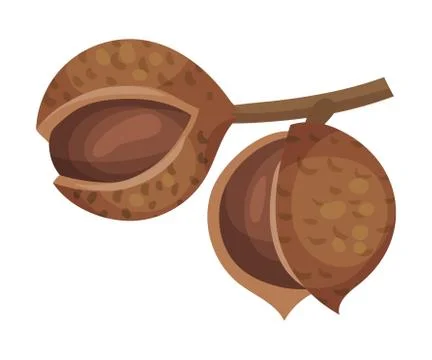 Whole Macadamia Nut Hanging on Tree Branch Vector Illustration Stock Illustration