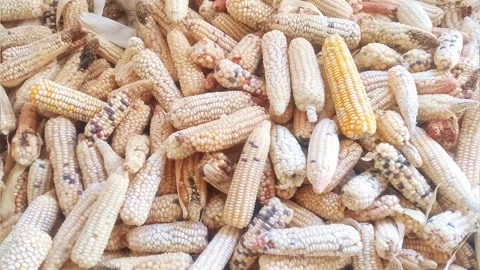 Whole Maize in Plenty Stock Footage 155295938
