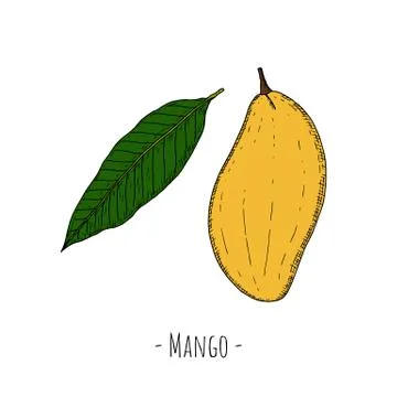 Whole mango and mango leaf. Vector cartoon illustrations. Stock Illustration