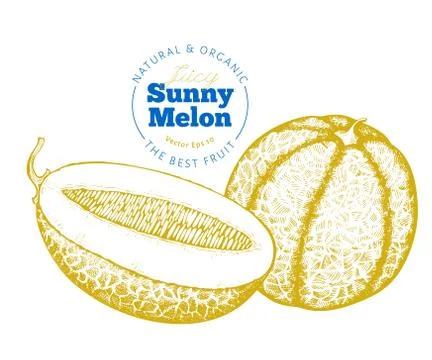 Whole melon and a half of melon. Hand drawn vector exotic fruit illustration. Stock Illustration
