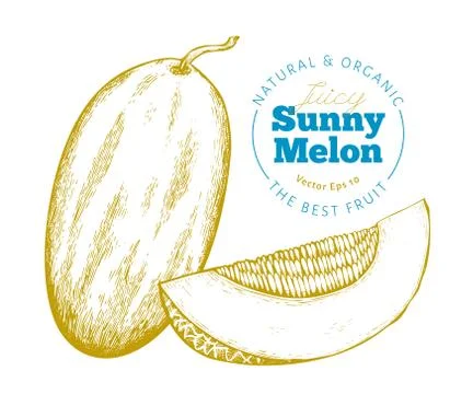 Whole melon and a piece of melon. Hand drawn vector exotic fruit illustration Stock Illustration