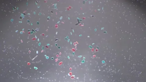 Whole mount pollen germination under 40 times microscope magnification filmed Stock Footage 207558020