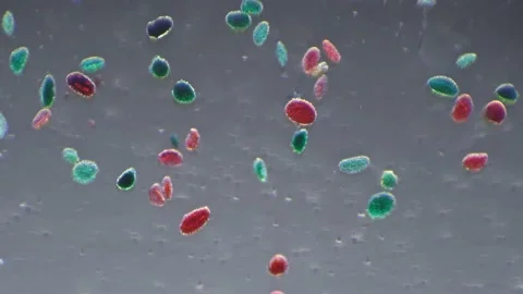 Whole mount pollen germination under 100x microscope magnification filmed with Stock Footage 210478149