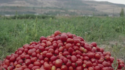 A whole mountain of red cherry tomatoes on the field Stock Footage 137600984