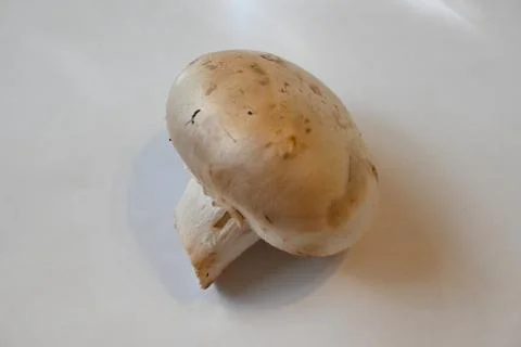 Whole mushroom on a white surface 写真素材