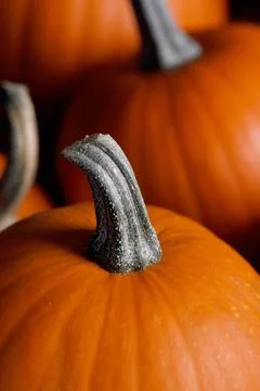 Whole orange pumpkins Stock Photos