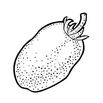 Whole oval tomato. Vector engraved illustration isolated on white background. Illustrazione stock