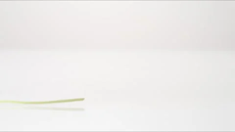 Whole Parsley Bouncing Slow Motion White Tabletop Closeup Macro Food Studio Stock Footage 335006869