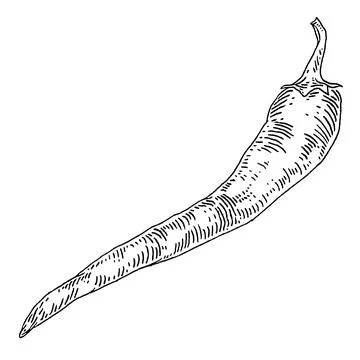 Whole pepper chilli. Vintage hatching black illustration. Illustrazione stock