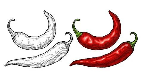 Whole pepper chilli. Vintage hatching color illustration. Stock Illustration