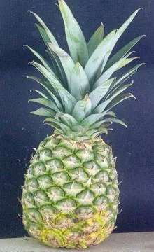 Whole pineapple on black Stock Photos