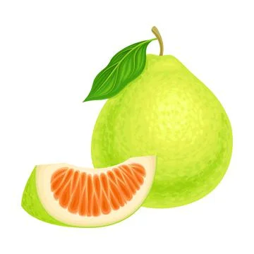 Whole Pomelo or Pummelo as Largest Citrus Fruit with Thick Rind Vector Stock Illustration