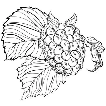 Whole raspberry with leaves in doodle style Stock Illustration