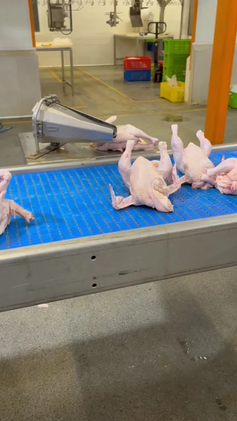 Whole raw chickens moving on blue conveyor belt in plant, vertical Stock Footage 345164774