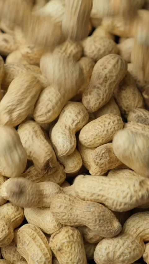 Whole Raw Peanuts in Shell Pour Vertical Slow Motion Close-Up Video stock 306055483