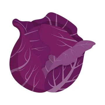 Whole red cabbage isolated on background. Flat vector illustration Stock Illustration