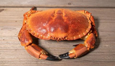Whole Red Crab with Claws on Rustic Wooden Table for Premium Seafood Object.. Stock Photos