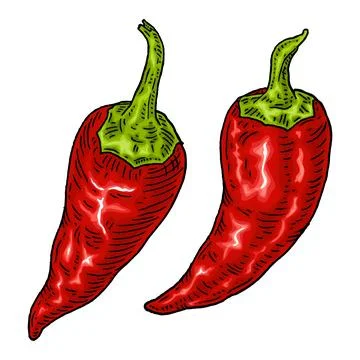 Whole red pepper chilli. Vintage engraving color illustration. Illustrazione stock