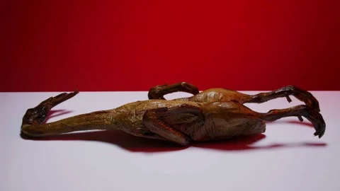 Whole roasted duck rotating on red background Stock Footage 328136178