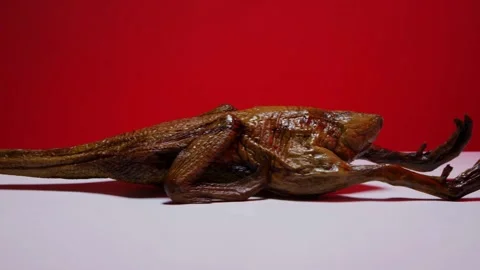 Whole roasted duck on white table with red background Stock Footage 328085590