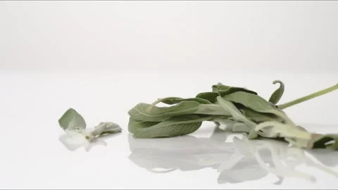Whole Sage On Stem Bouncing Slow Motion White Tabletop Closeup Macro Food Studio Stock Footage 335006533