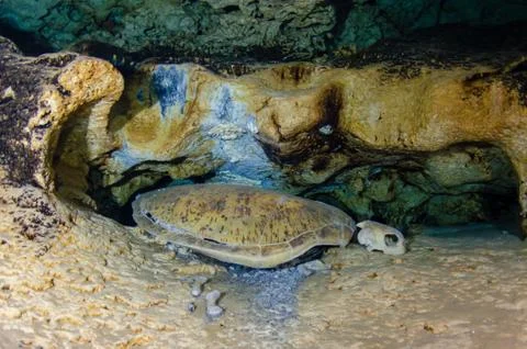 Whole shell and a skull of a turtle in an underwater cave Stock Photos